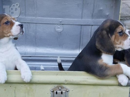 Πανέμορφα κουτάβια Beagle.